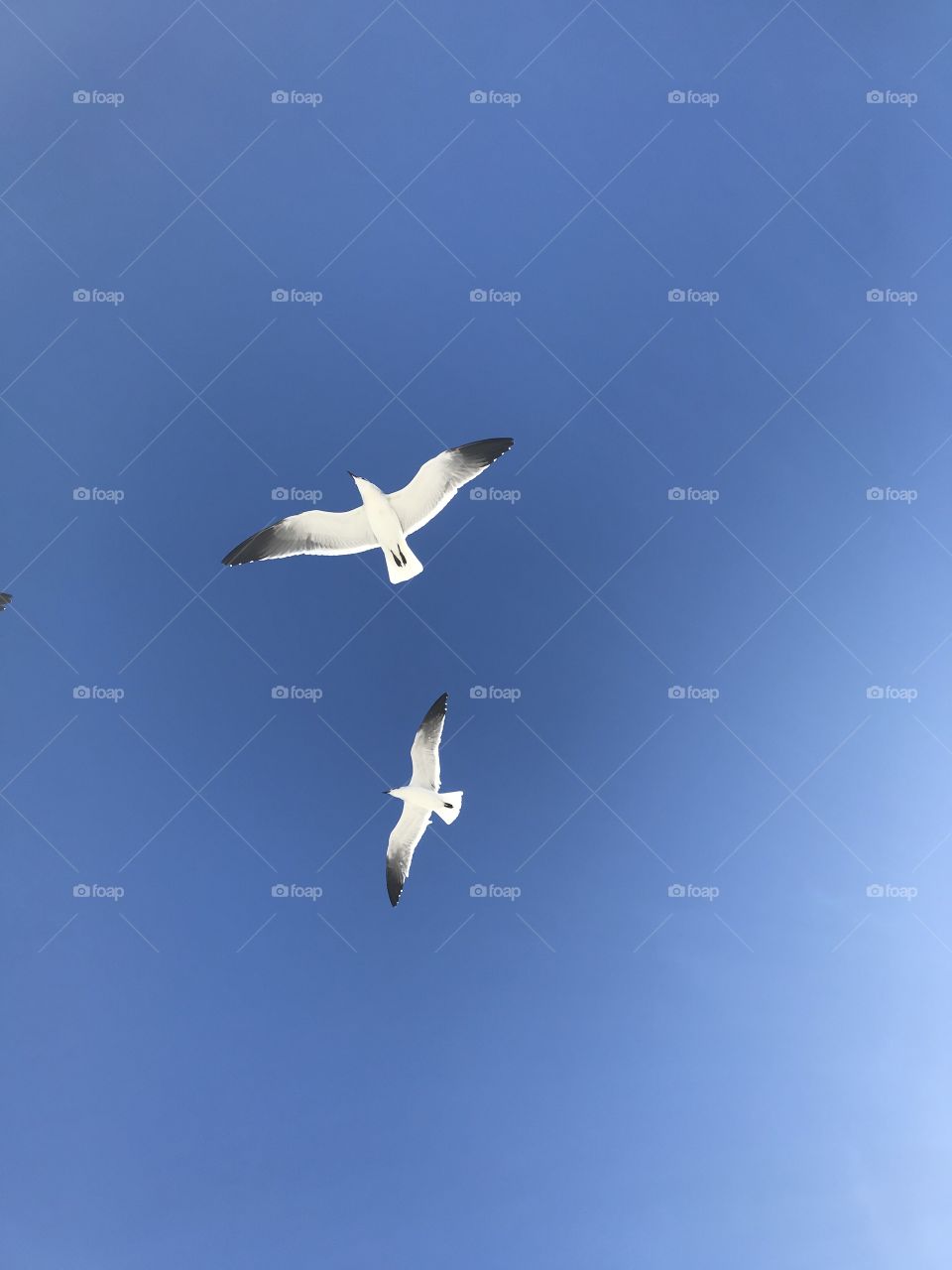 Seagulls, Flight, Bird, No Person, Sky