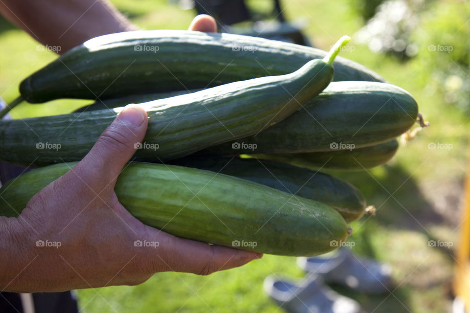 Person holding raw vegetables