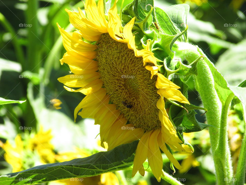 sunflower BEE