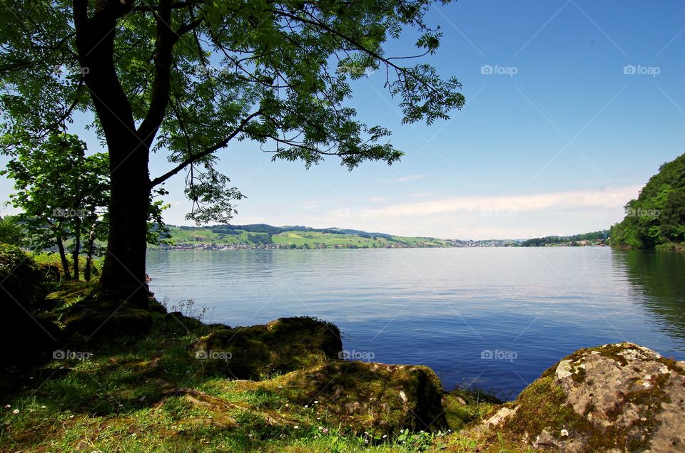 Green tree near the idyllic lake