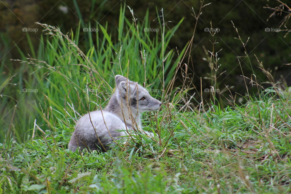 arctic fox