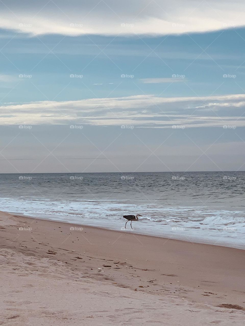 Sand Piper chasing the surf 