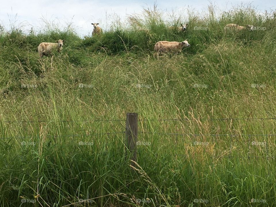 sheep among the grass