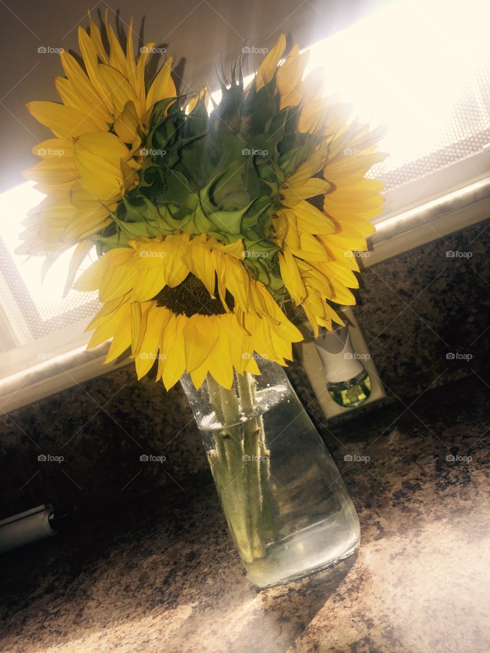 Sunflowers 🌻 