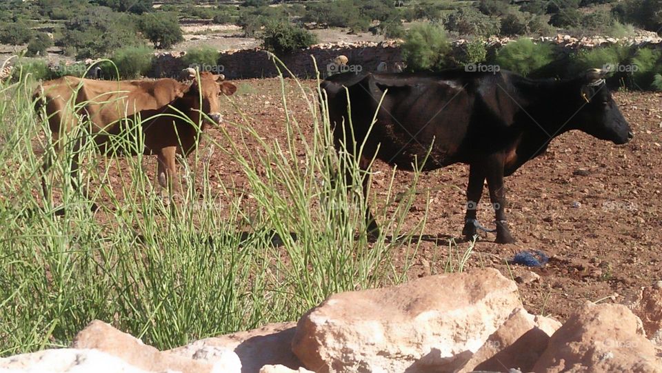 Black and brown cows.