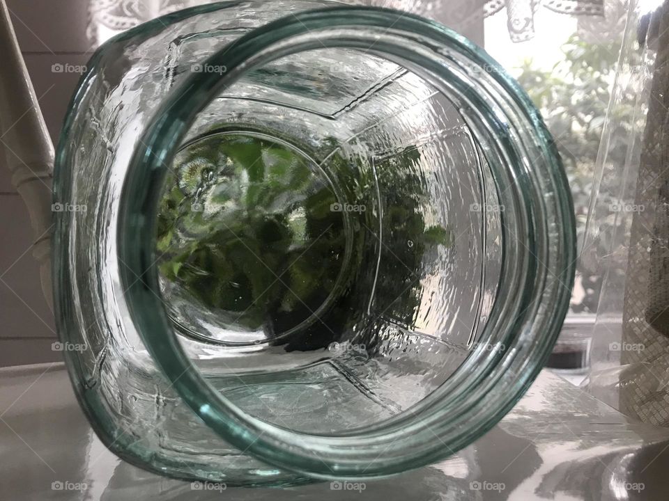 Only with the green poem of plants, still life can play a tune.