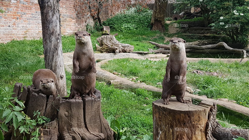 playful otters excited at Cotswold animal park