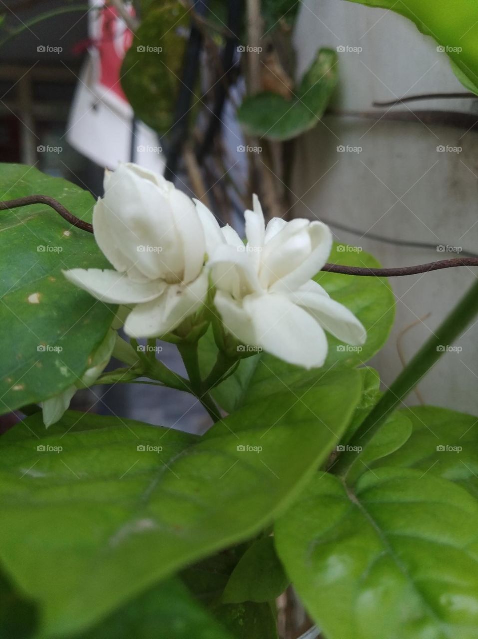 white flower seasonal fresh looks very beautiful generally found everywhere green leaves