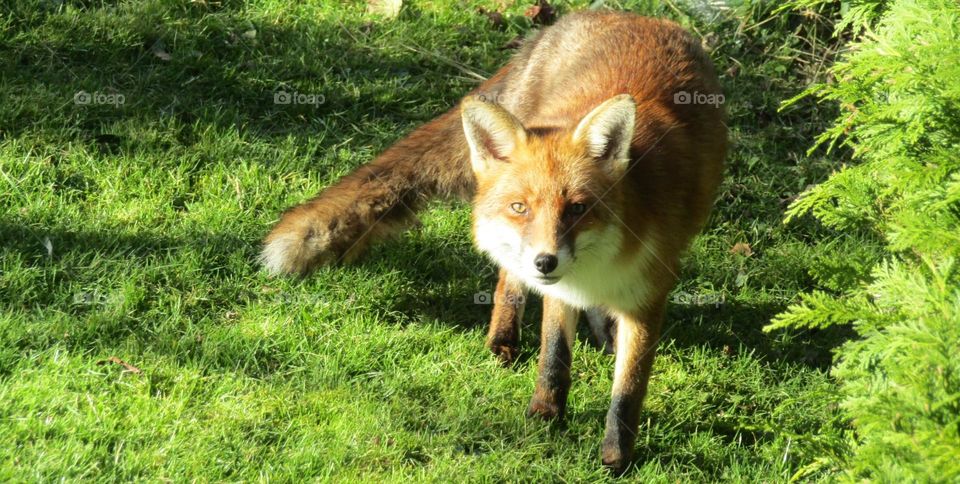 fox in the garden 🦊