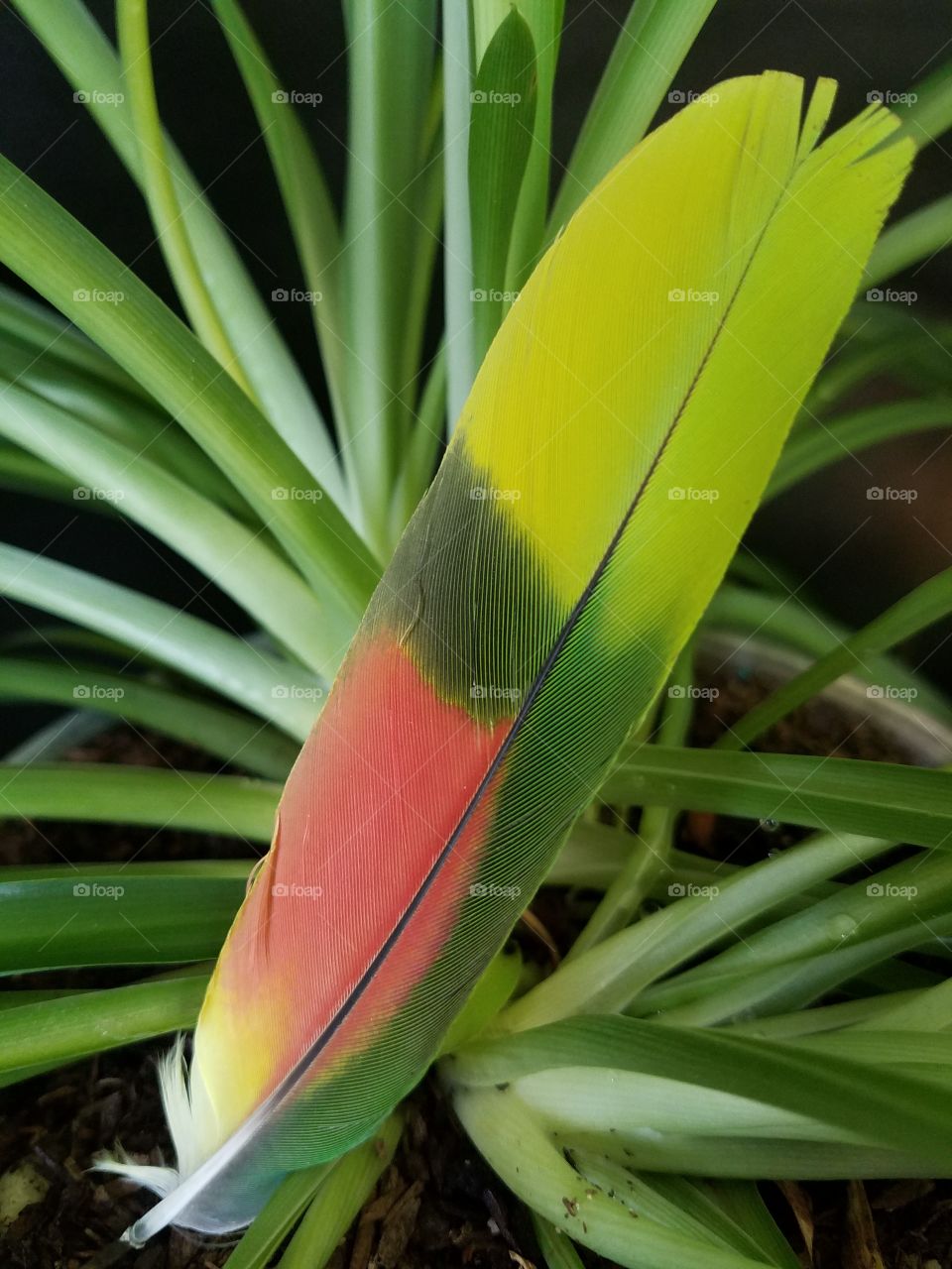 Close-up of parrot feather with plant