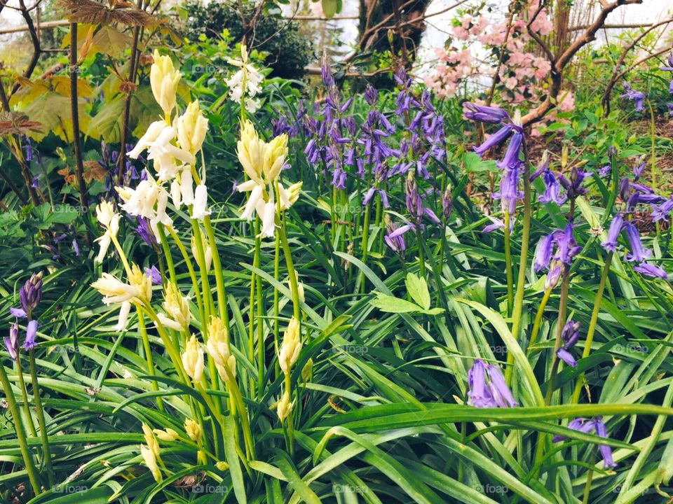 Bluebells . Willoughbridge near Market Drayton.