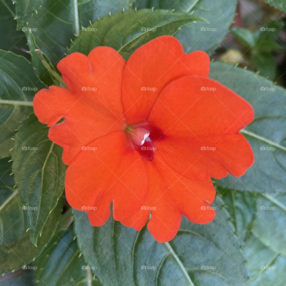 🌹 🇺🇸 Very beautiful flowers to brighten our day.  Live nature and its beauty. Did you like the delicate petals? / 🇧🇷 Flores muito bonitas para alegrar nosso dia. Viva a natureza e sua beleza. Gostaram das pétalas delicadas? 
