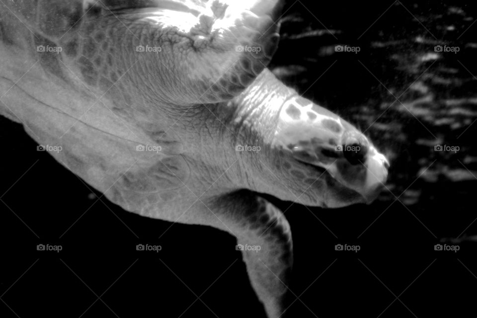 This is a sea turtle swimming in an aquarium at the Newport Aquarium in Kentucky.