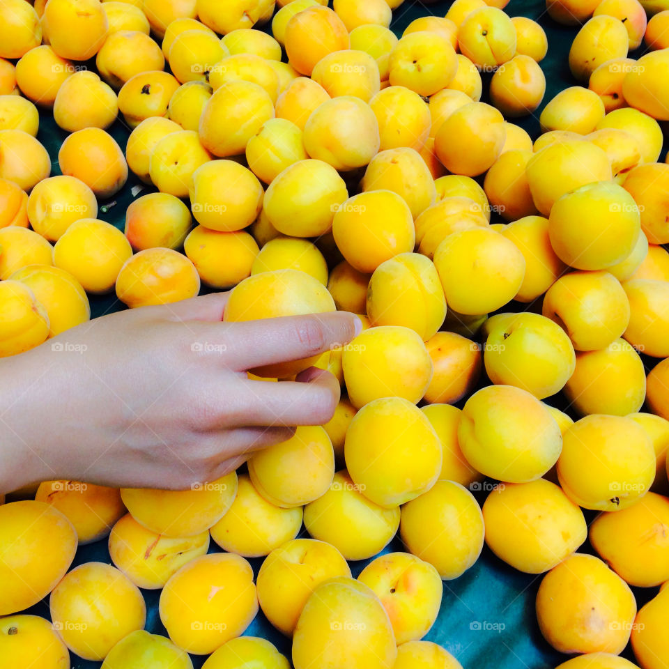 Woman hand holding apricot fruit