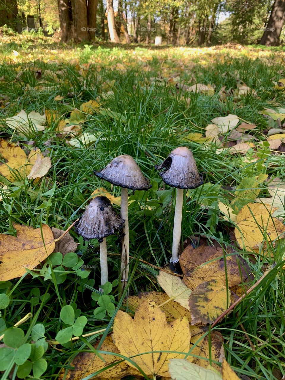 autumn mushrooms