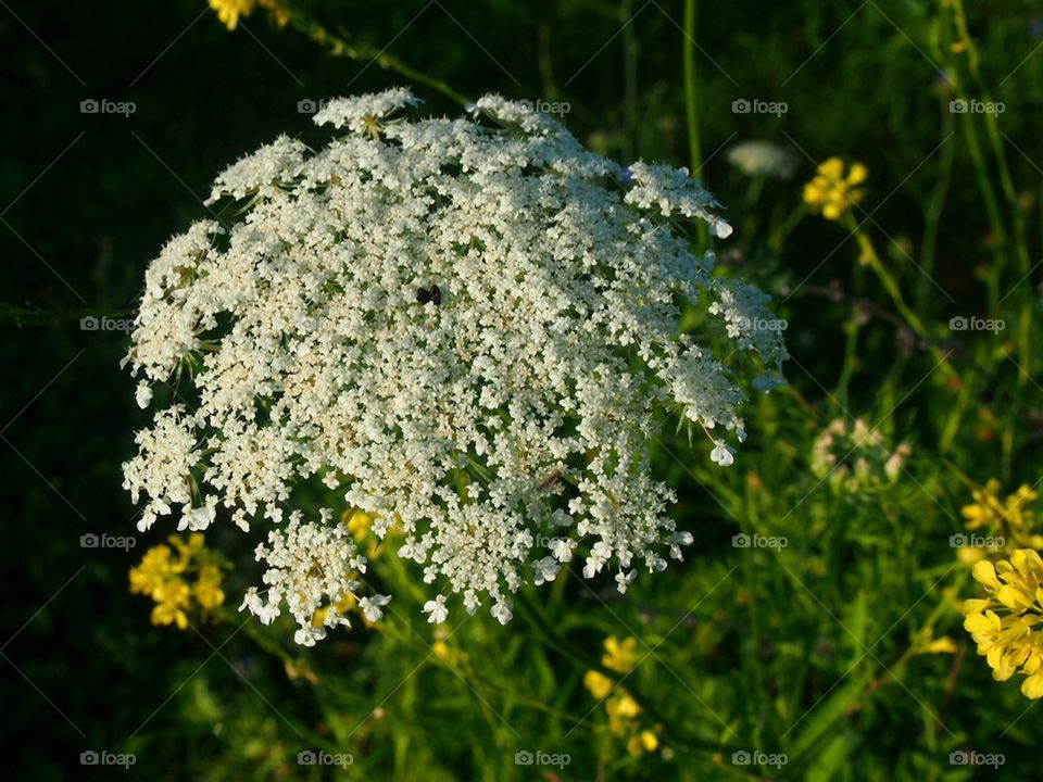 Wisconsin Wildflower.... 