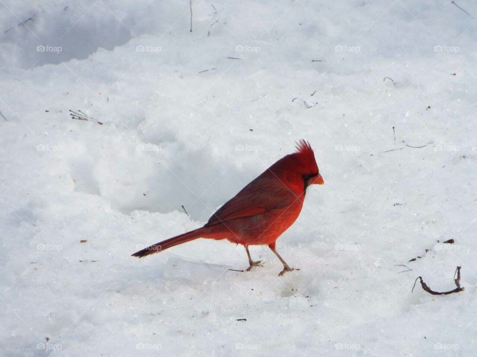 cardinal in snow