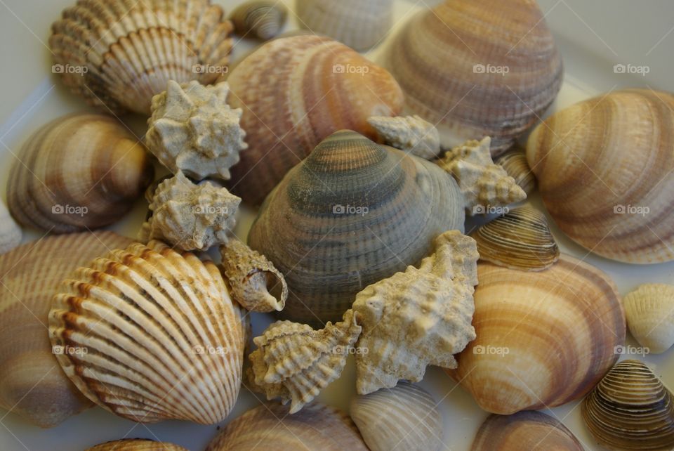 Sea Shells