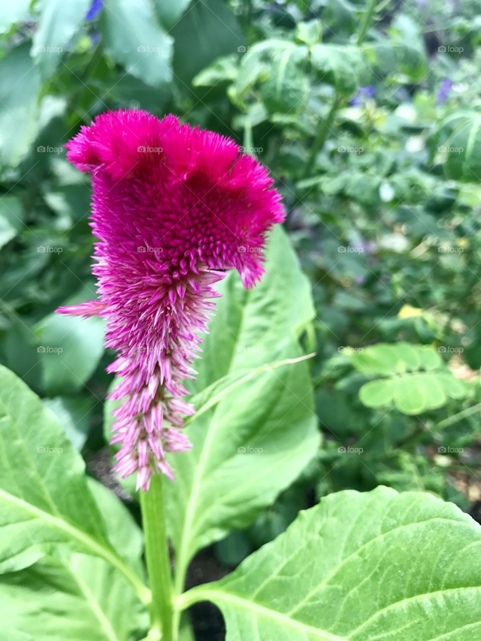 Close-Up Hot Pink Flower