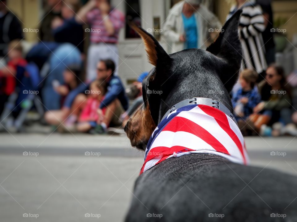 American Dog
