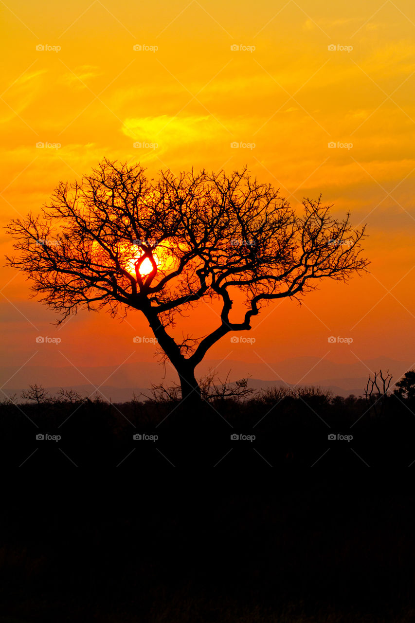 Light! Sunset on the African horizon, dry winter tree silhouetted against stunning orange sunset