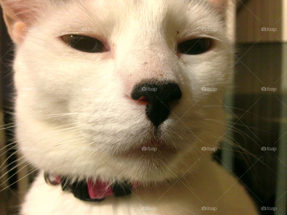 White cat with black nose