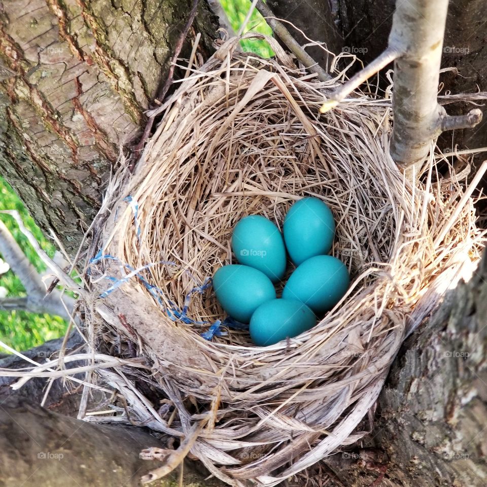 Robin nest with 5 beautiful blue eggs
