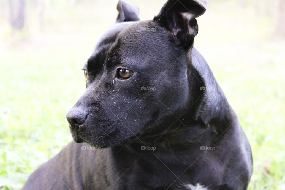 English Staffordshire Terrier 