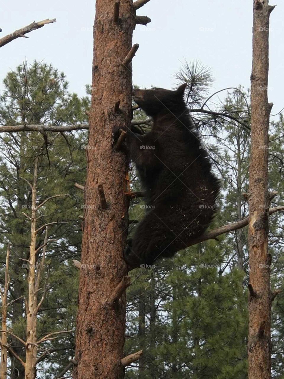 Bear up a tree