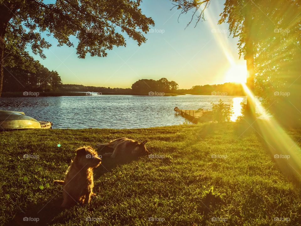 Two dogs at the sunset by the lake being too cute 