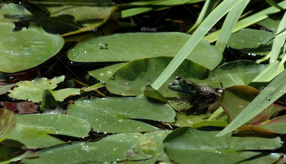 Green Frog