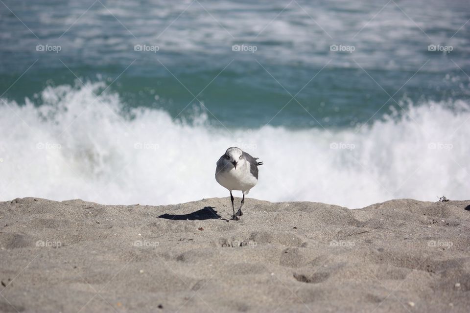 Seagull action movie type