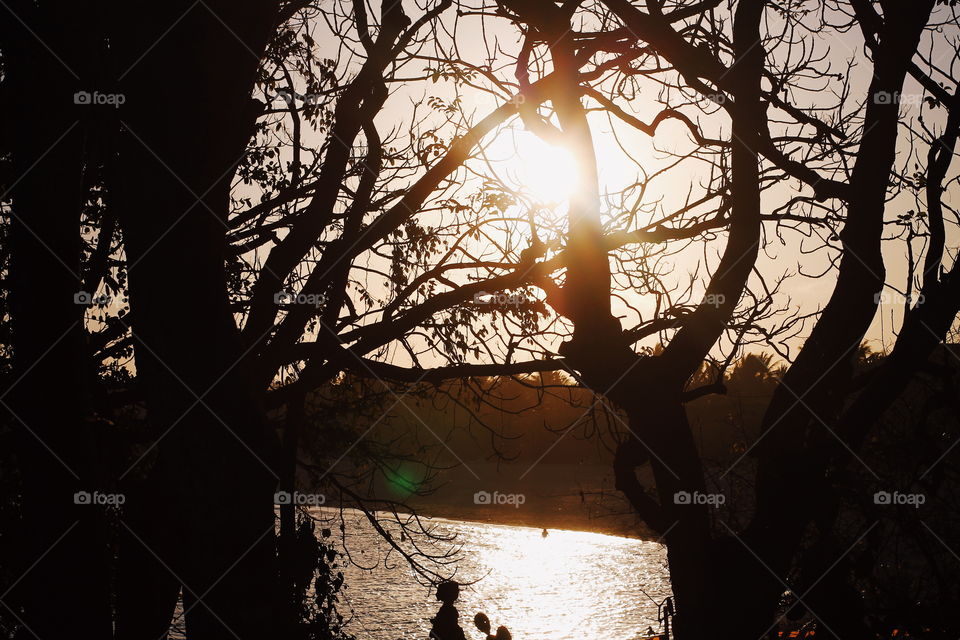 sunset vibes behind the branches at the beach