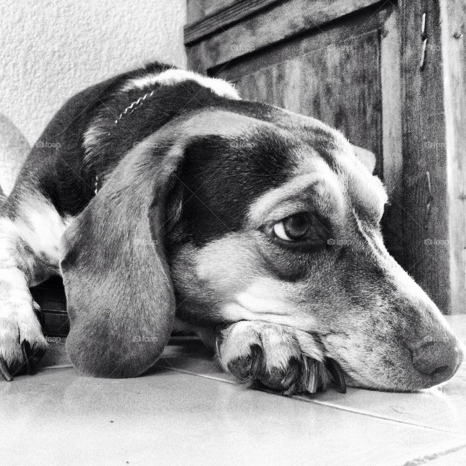 dog bw beagle down by petitfilms