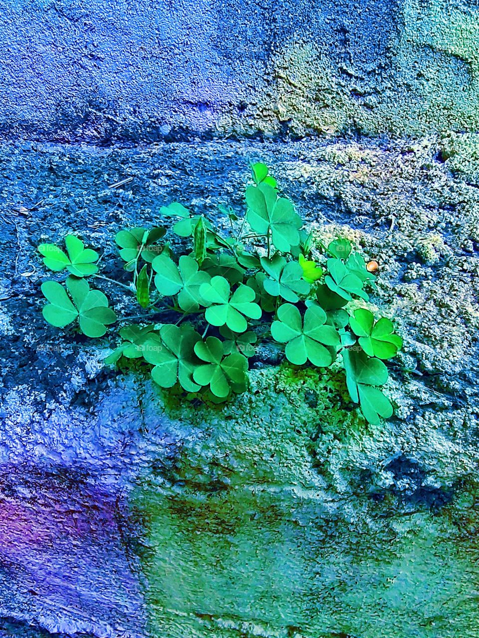 Greenery on the wall