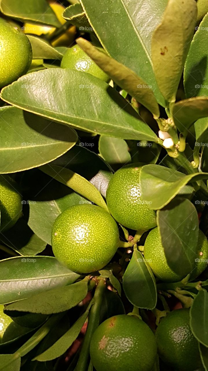 citrus plant