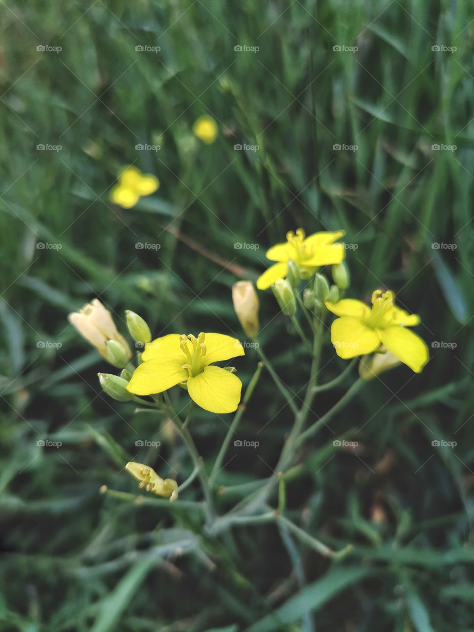 ◐  ✿  Summer Small Yellow Flowers in Green Grass at Sunrise
◐  💛  Beautiful Floral Photo to Enjoy Viewing