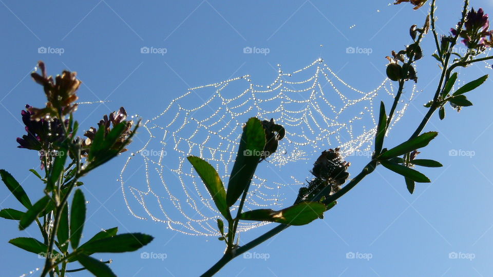 Sonne hinterm Spinnennetz