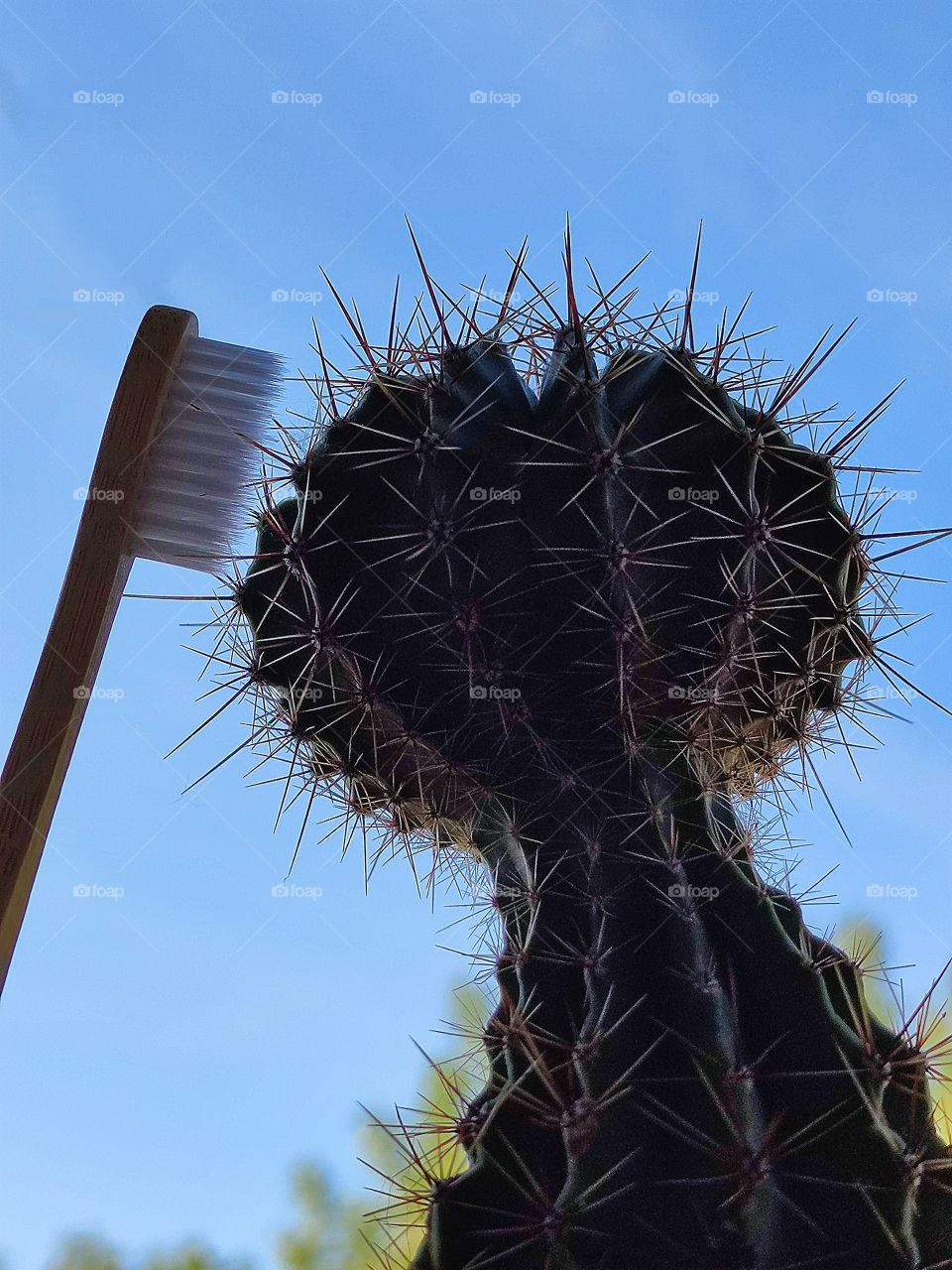 A cactus and a wooden toothbrush against the backdrop of treetops and blue sky.  Ecological toothbrush