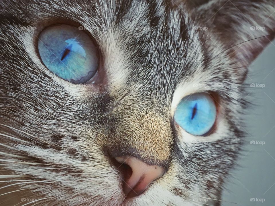 Close-Up of a cat