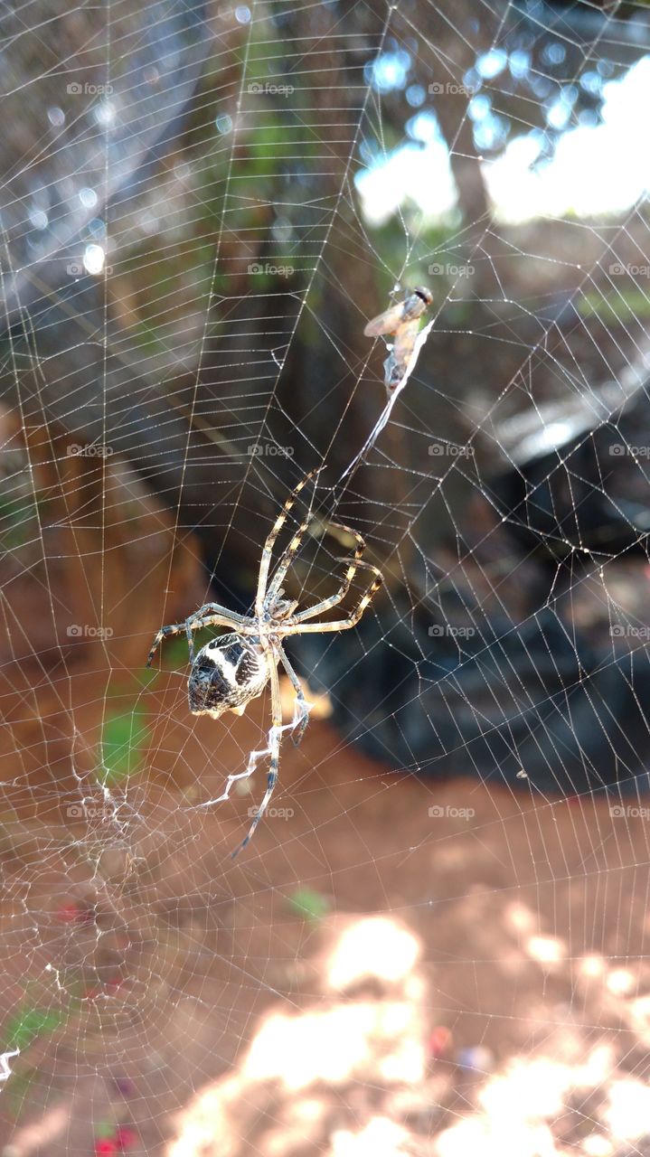 Aranha, teia e, mosquito.