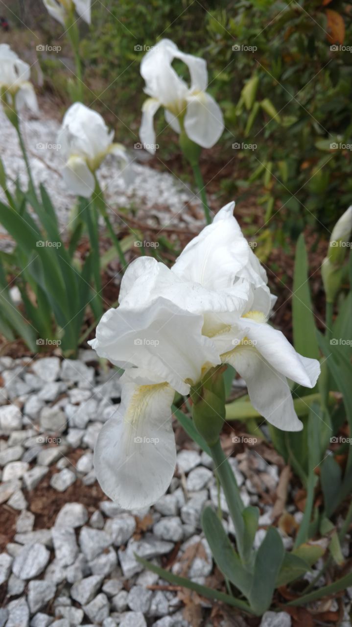 white flower