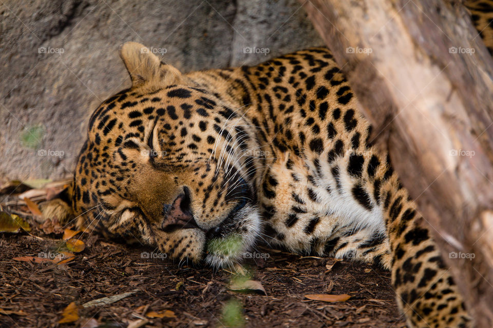 Jaguar Cat Nap