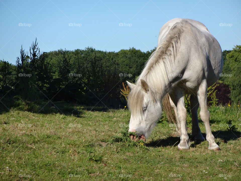 Majestic horses