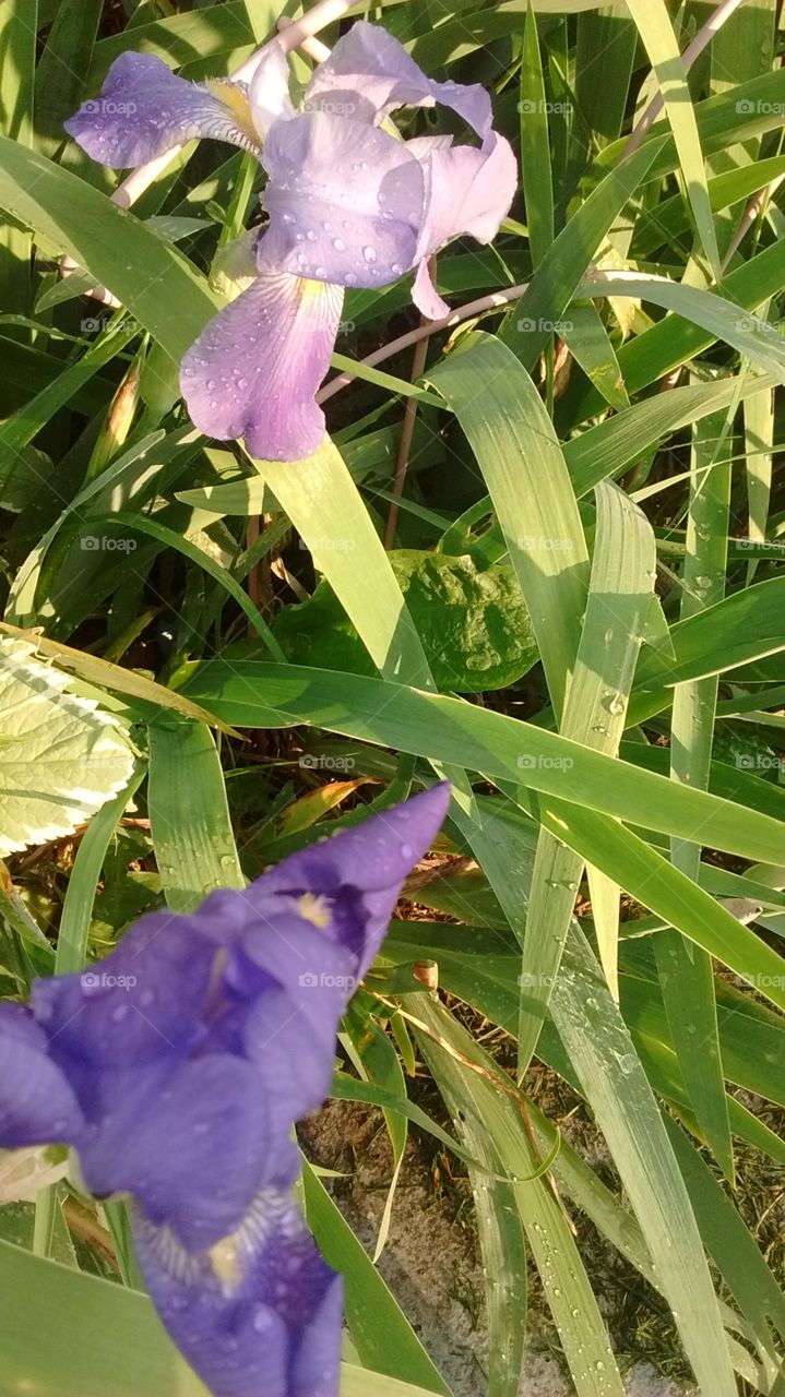 Irises with a side of morning dew