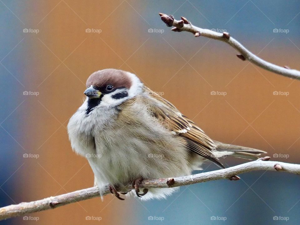 Sparrow