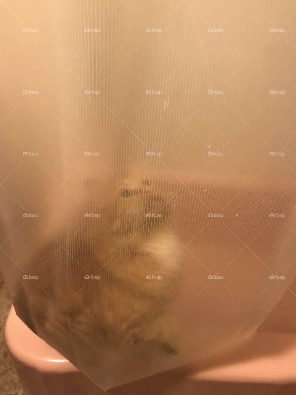 Cat in the bathtub with shower curtain