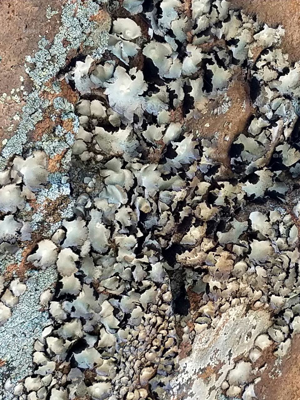 Moss Rock Detail