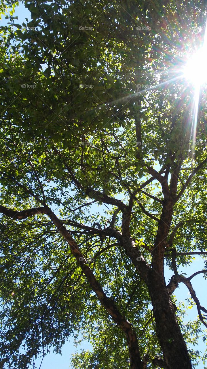 sky. spring. light. trees