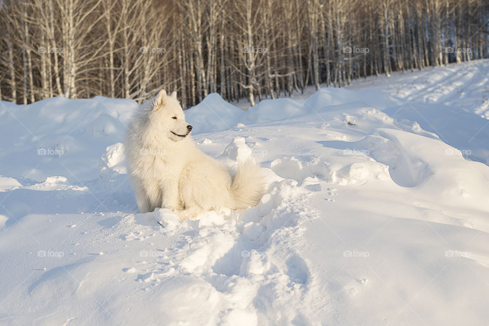 Samoyed dog sitting in the snow in winter